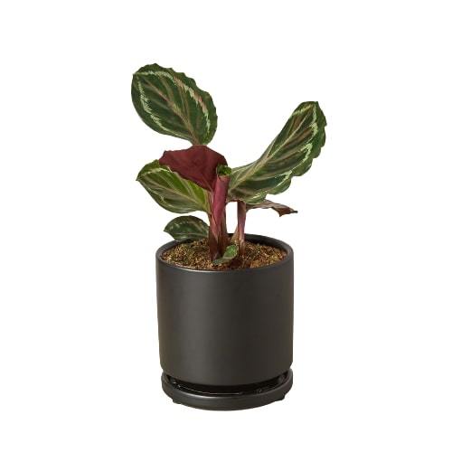Calathea Roseopicta 'Medallion' - Cheeky Garden
