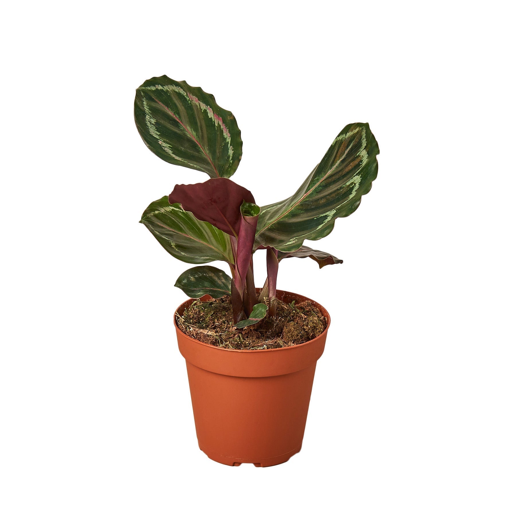Calathea Roseopicta 'Medallion' - Cheeky Garden