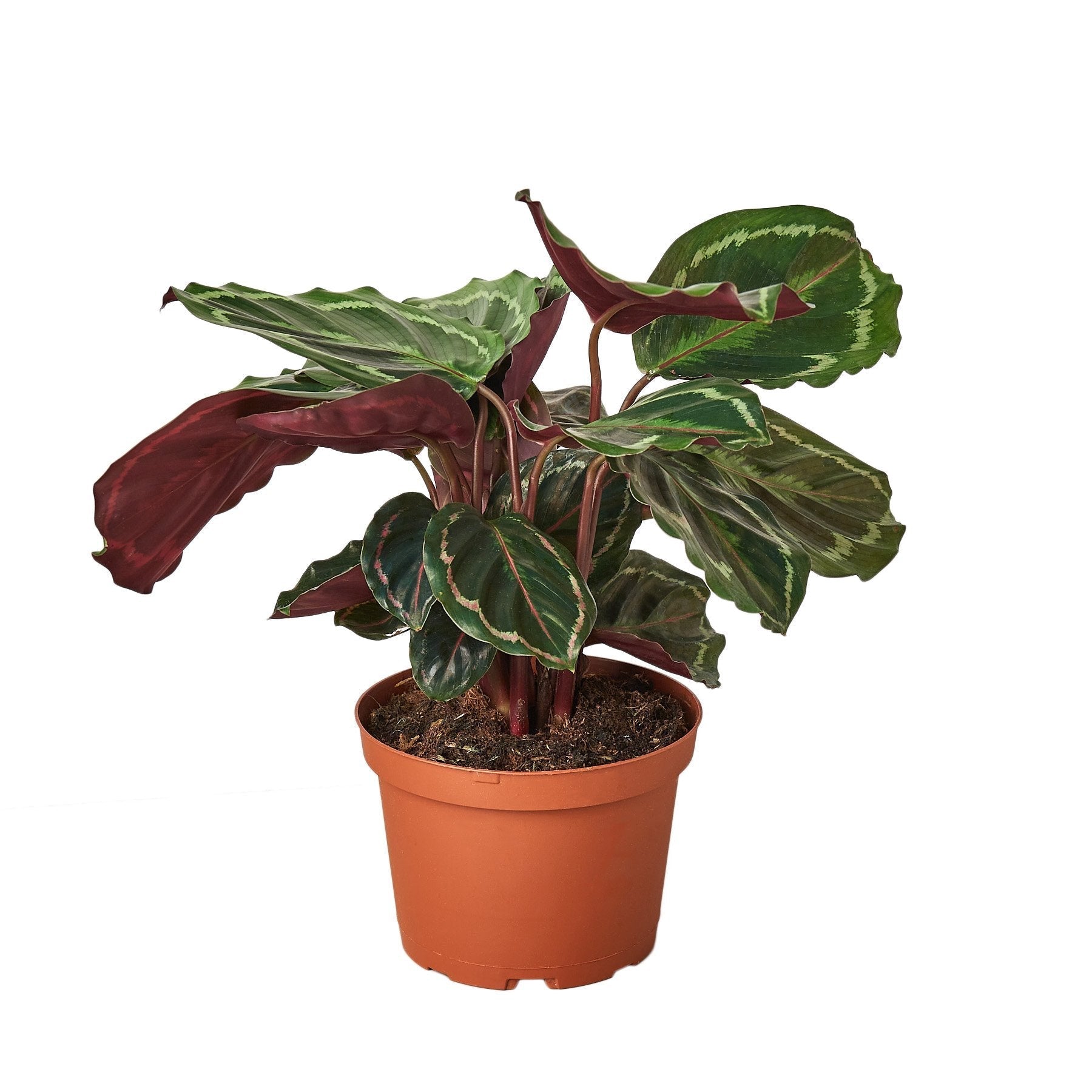 Calathea Roseopicta 'Medallion' - Cheeky Garden