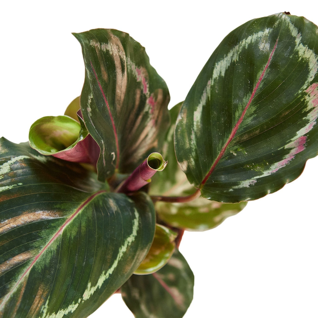 Calathea Roseopicta 'Medallion' - Cheeky Garden