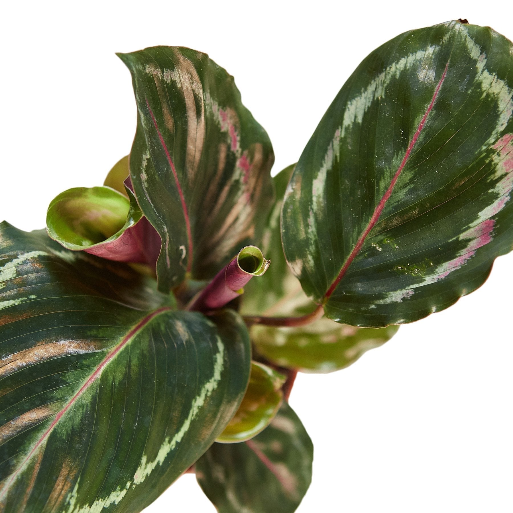 Calathea Roseopicta 'Medallion' - Cheeky Garden