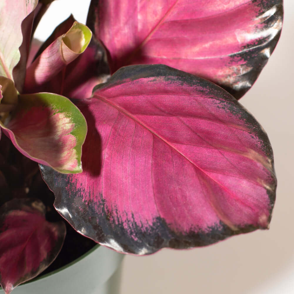 Calathea Rosy Pink Prayer Plant (Calathea Roseopicta) - Cheeky Garden