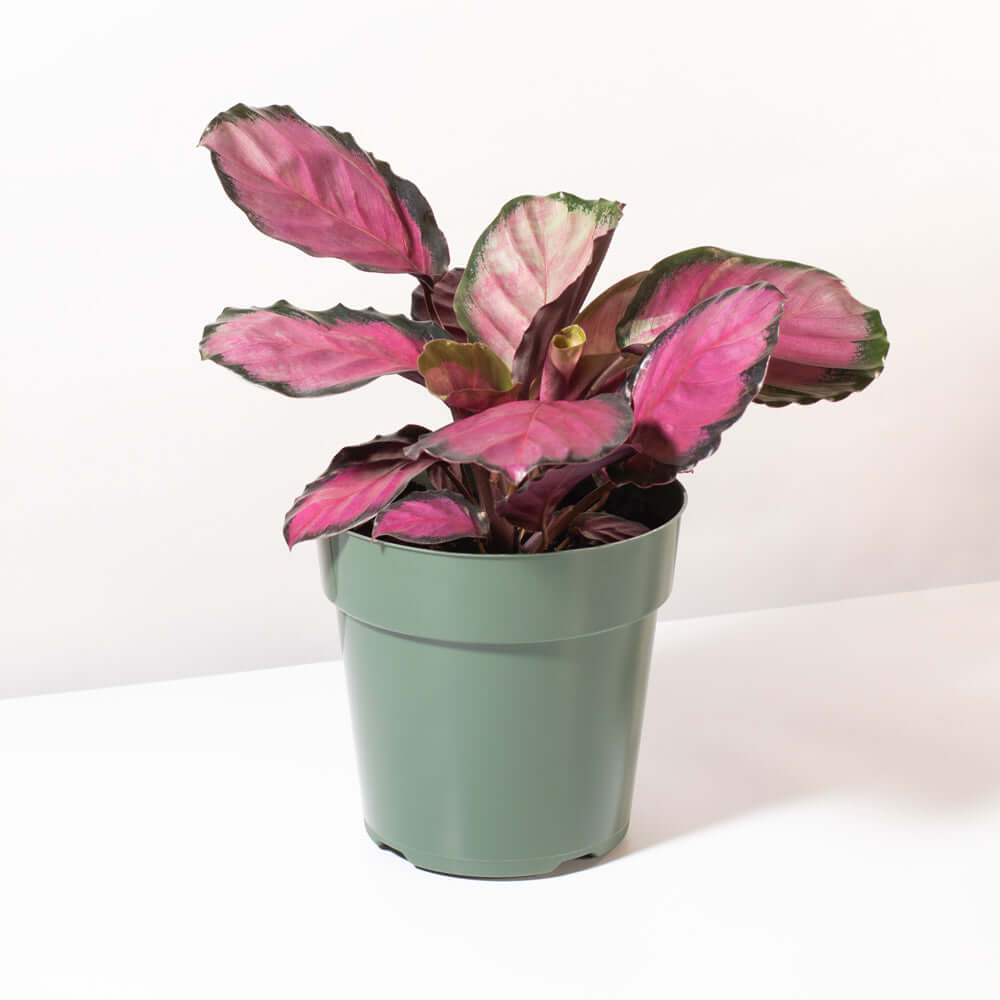 Calathea Rosy Pink Prayer Plant (Calathea Roseopicta) - Cheeky Garden