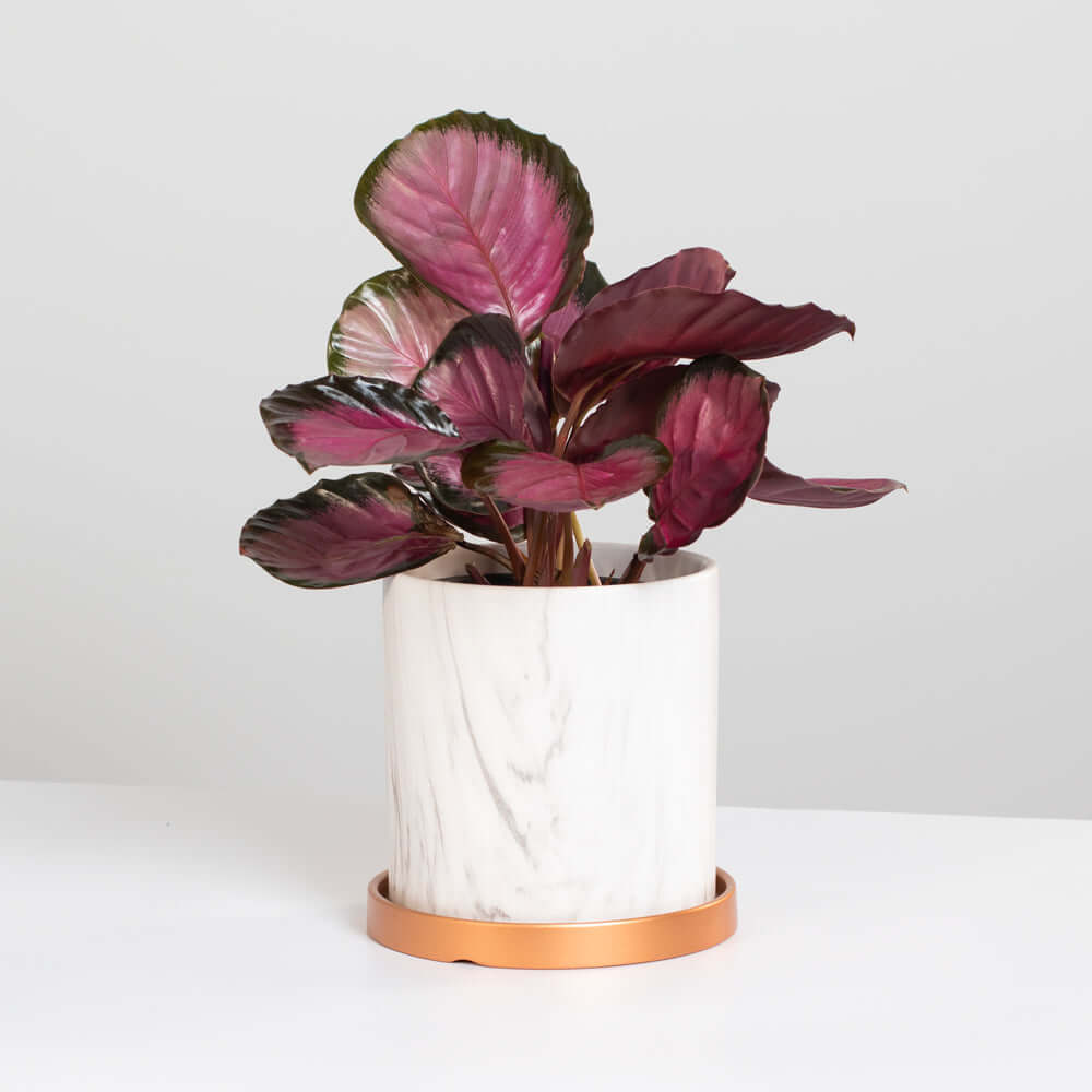Calathea Rosy Pink Prayer Plant (Calathea Roseopicta) - Cheeky Garden