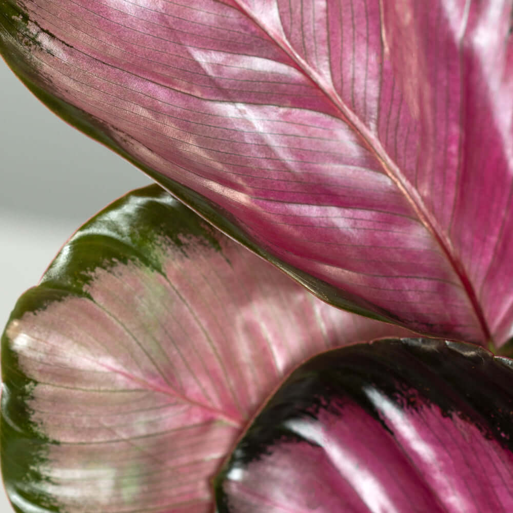 Calathea Rosy Pink Prayer Plant (Calathea Roseopicta) - Cheeky Garden