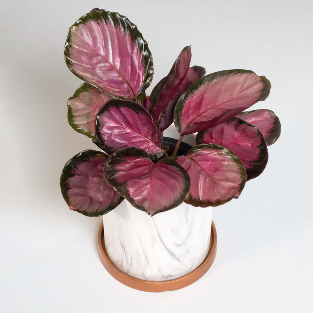Calathea Rosy Pink Prayer Plant (Calathea Roseopicta) - Cheeky Garden