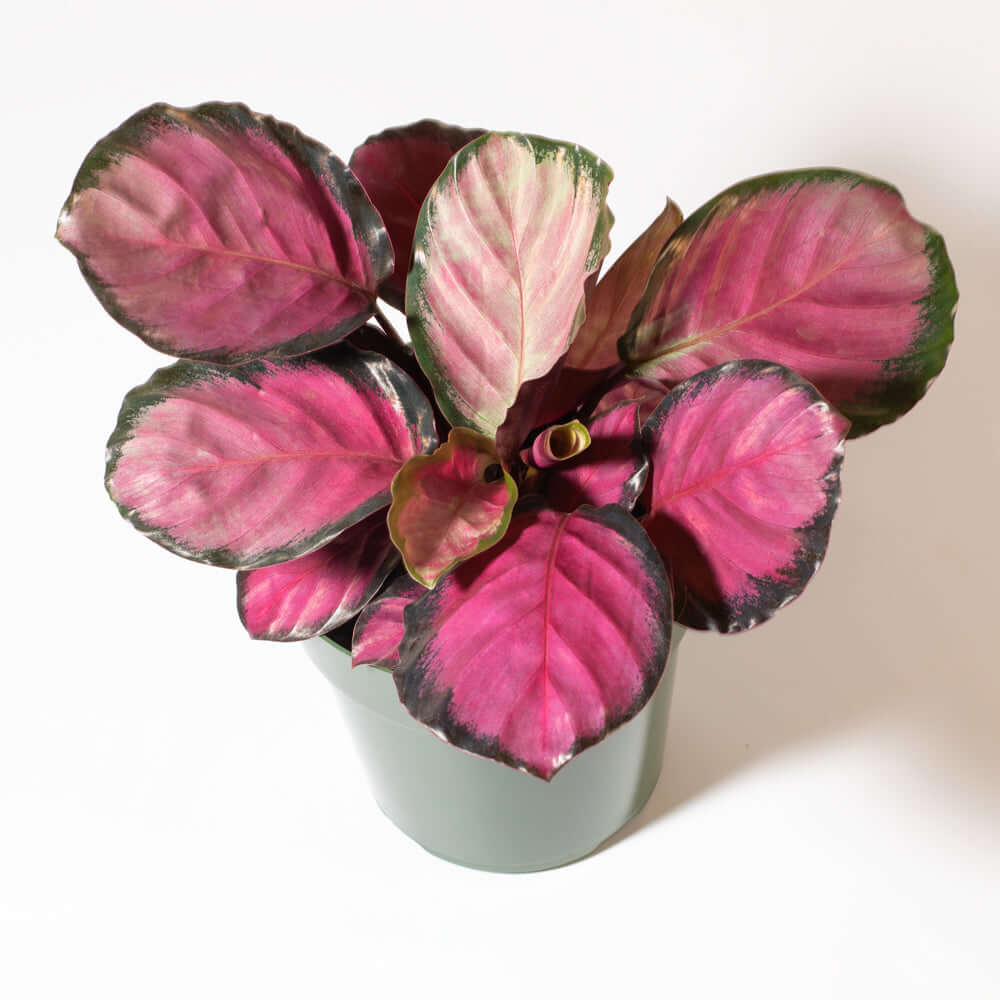 Calathea Rosy Pink Prayer Plant (Calathea Roseopicta) - Cheeky Garden