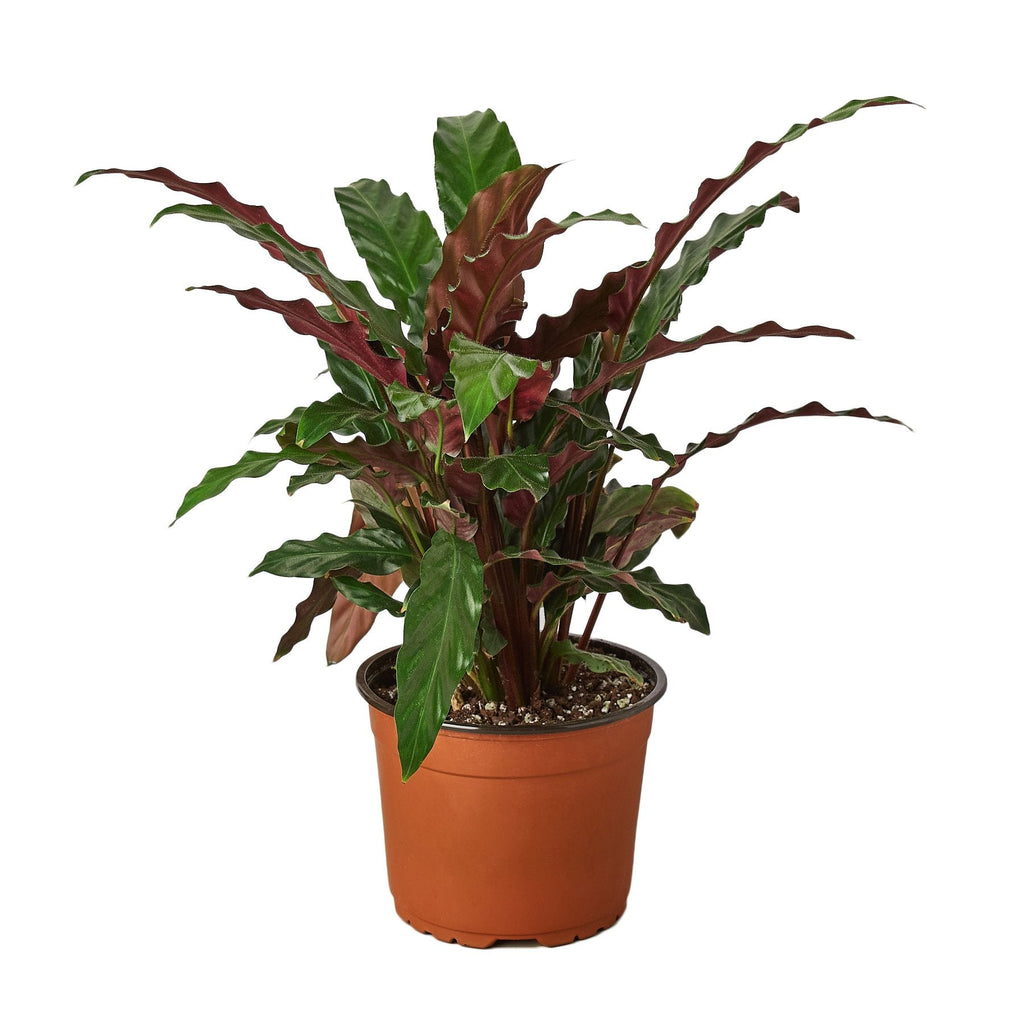 Calathea Rufibarba 'Furry Feather' - Cheeky Garden