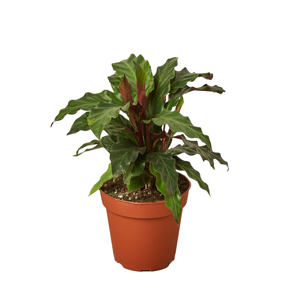 Calathea Rufibarba 'Furry Feather' - Cheeky Garden