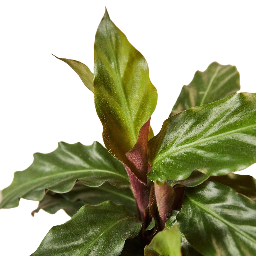 Calathea Rufibarba 'Furry Feather' - Cheeky Garden
