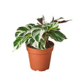 Calathea 'White Fusion' - 6" Pot - NURSERY POT ONLY - Cheeky Garden