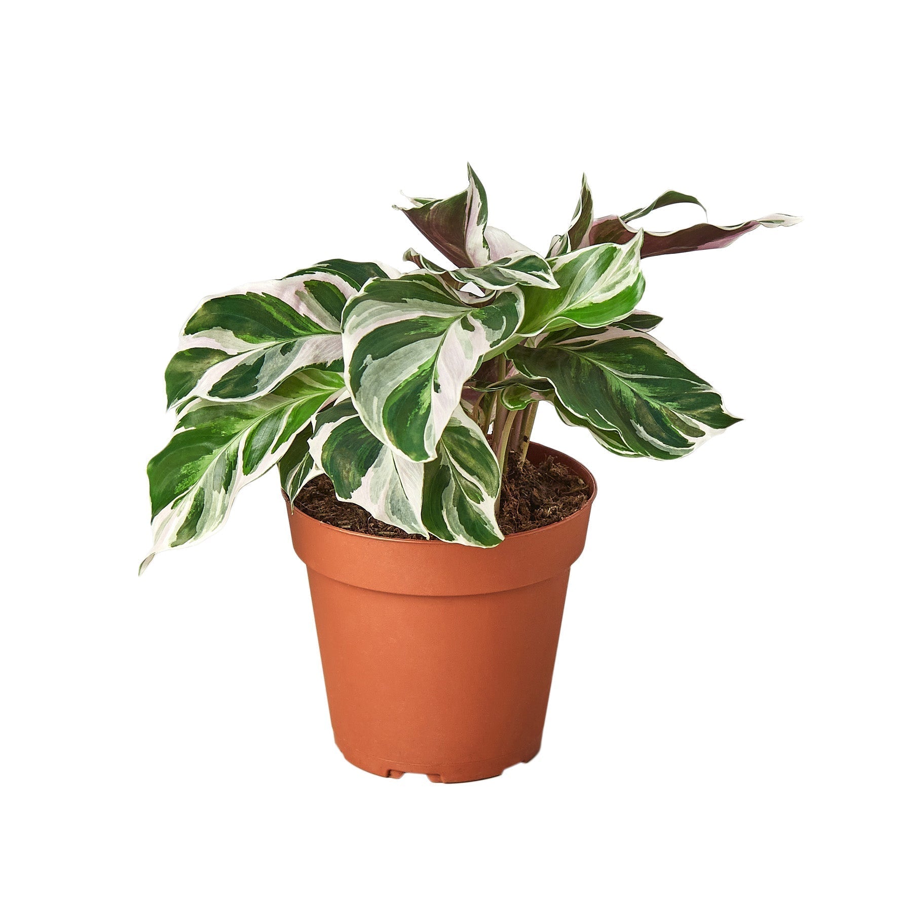 Calathea 'White Fusion' - 6" Pot - NURSERY POT ONLY - Cheeky Garden