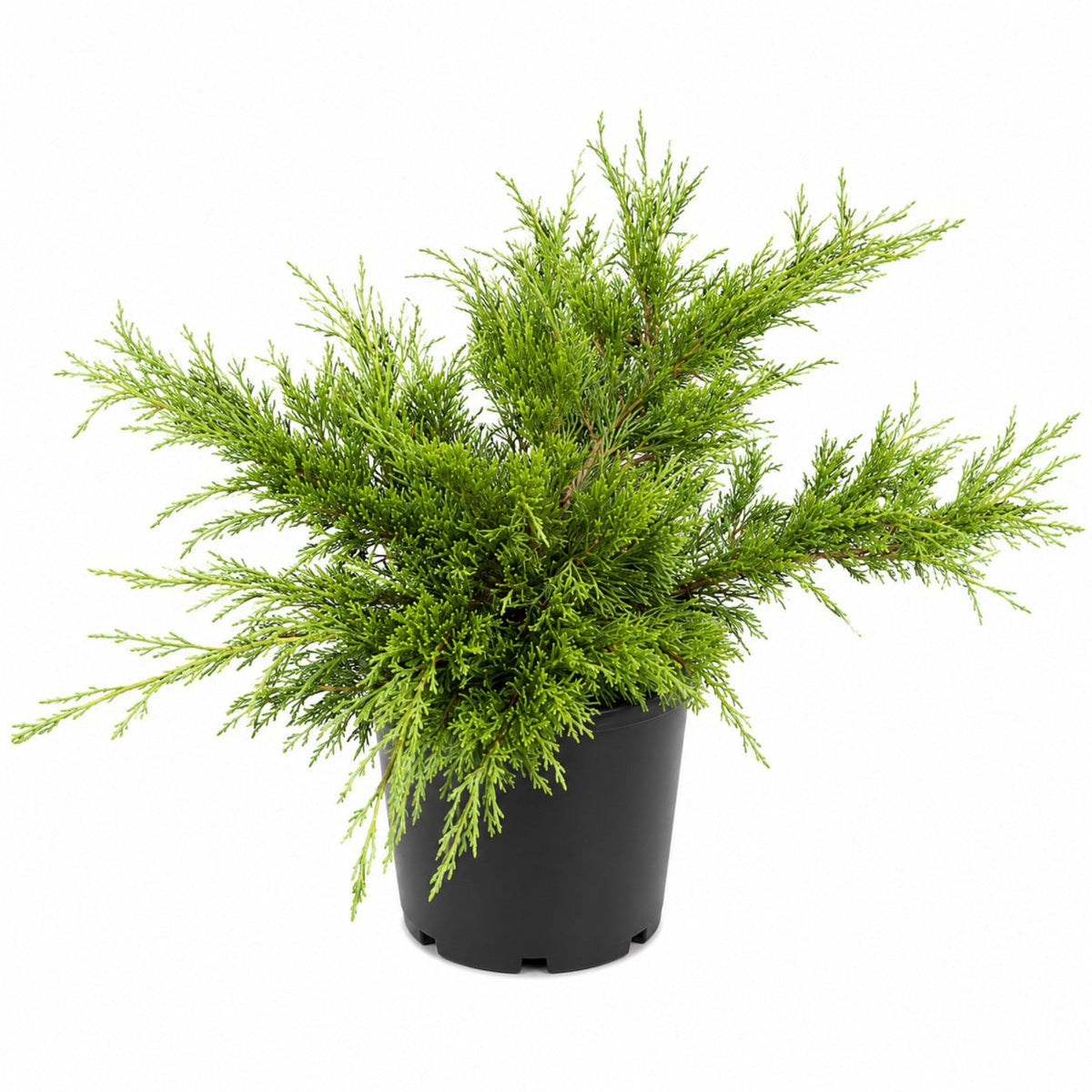 Calgary Carpet® Juniper - Cheeky Garden