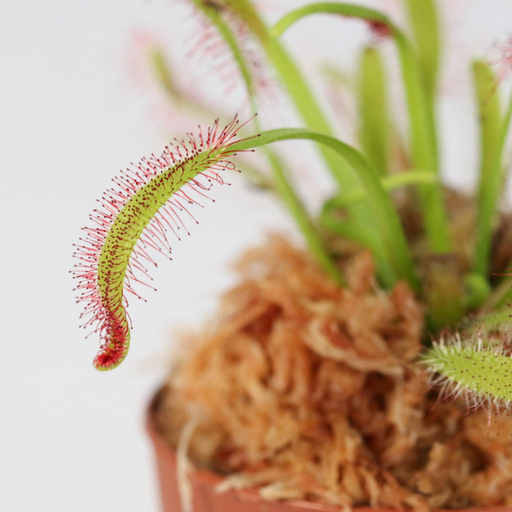 Cape Sundew (Drosera Capensis) Carnivorous Plant - Cheeky Garden