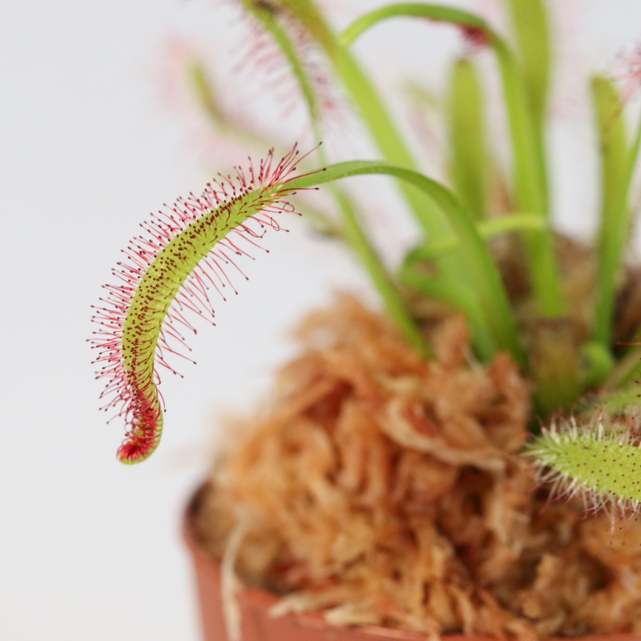 Cape Sundew (Drosera Capensis) Carnivorous Plant - Cheeky Garden