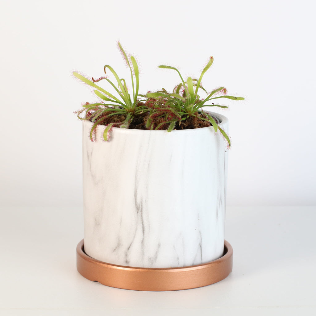 Cape Sundew (Drosera Capensis) Carnivorous Plant - Cheeky Garden