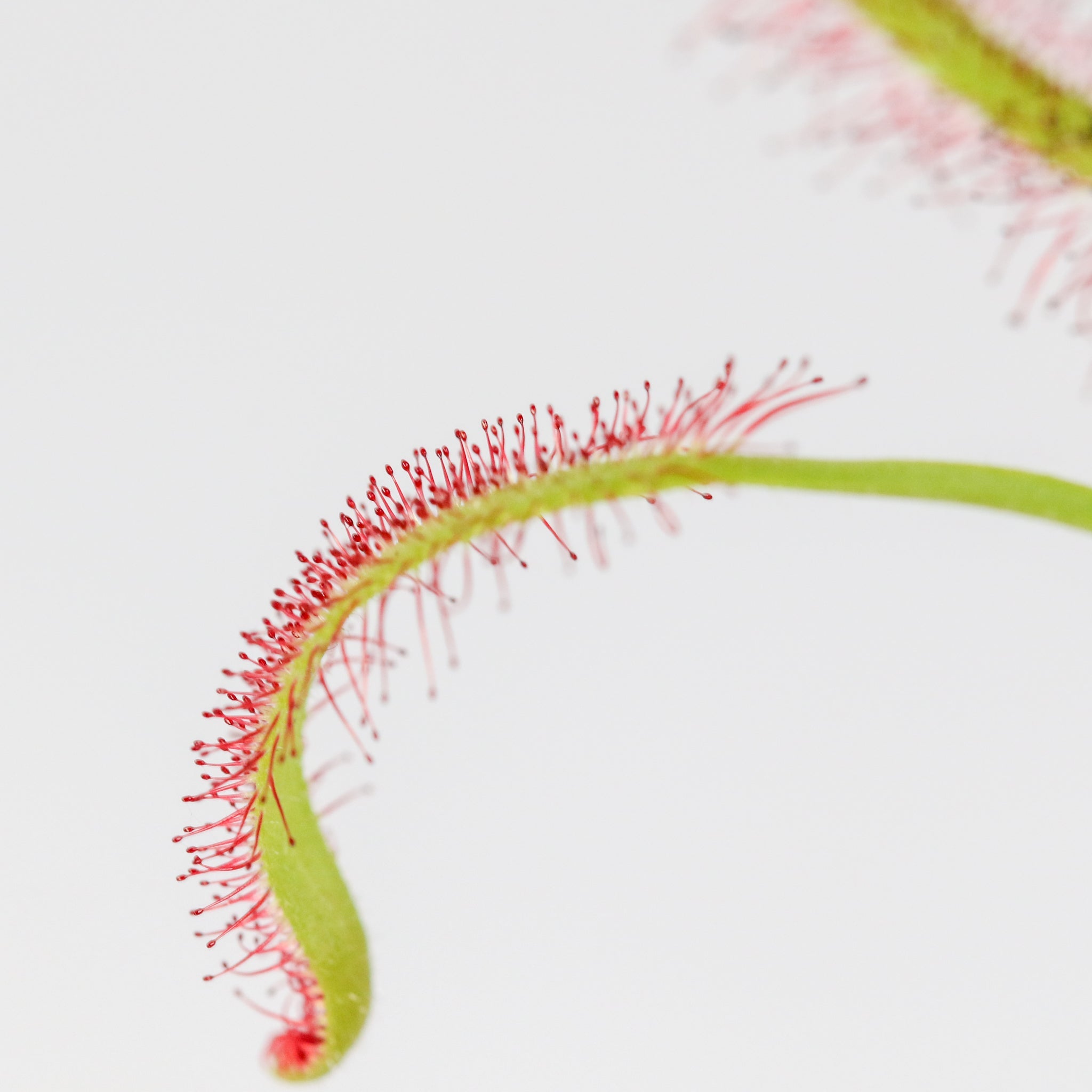 Cape Sundew (Drosera Capensis) Carnivorous Plant - Cheeky Garden