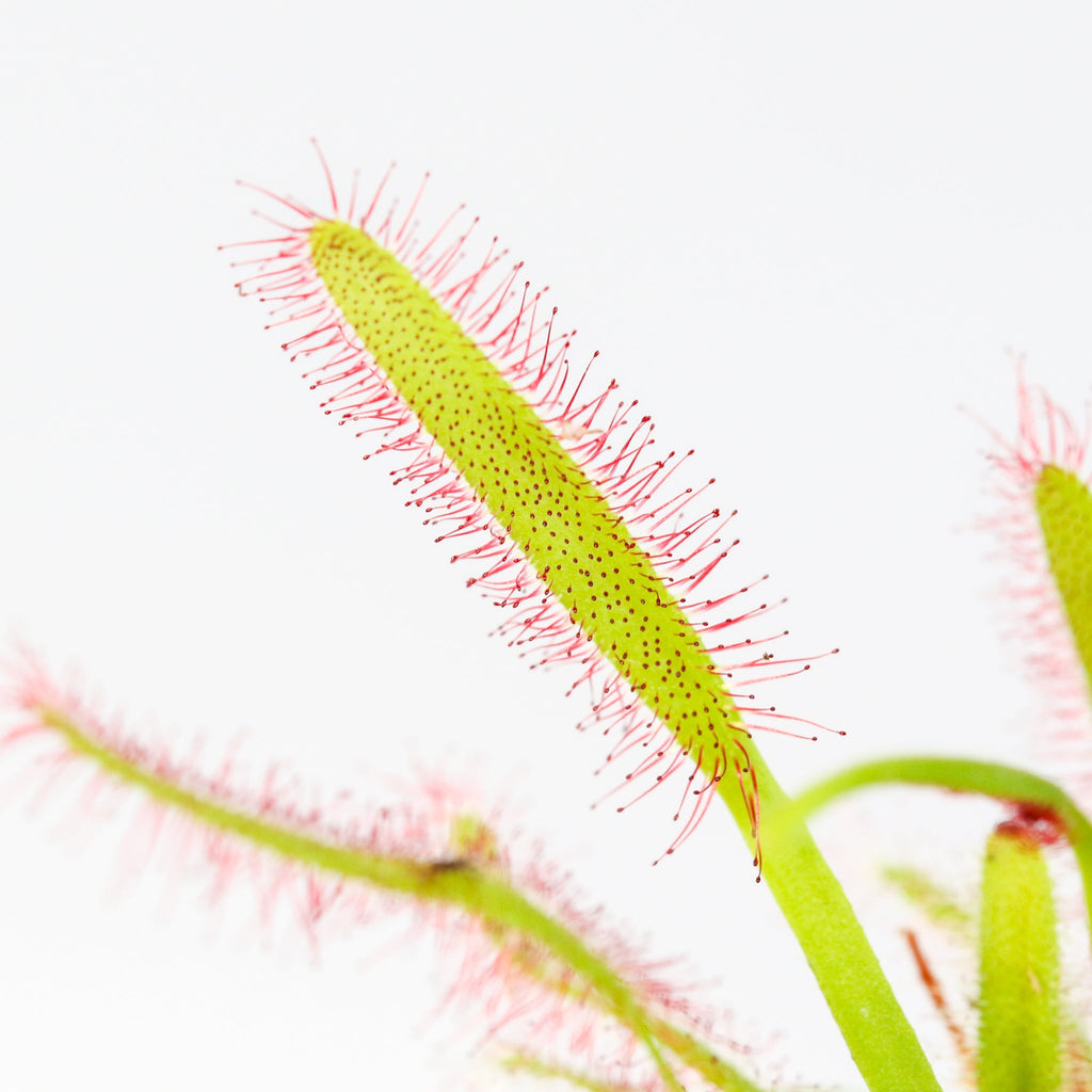 Cape Sundew (Drosera Capensis) Carnivorous Plant - Cheeky Garden