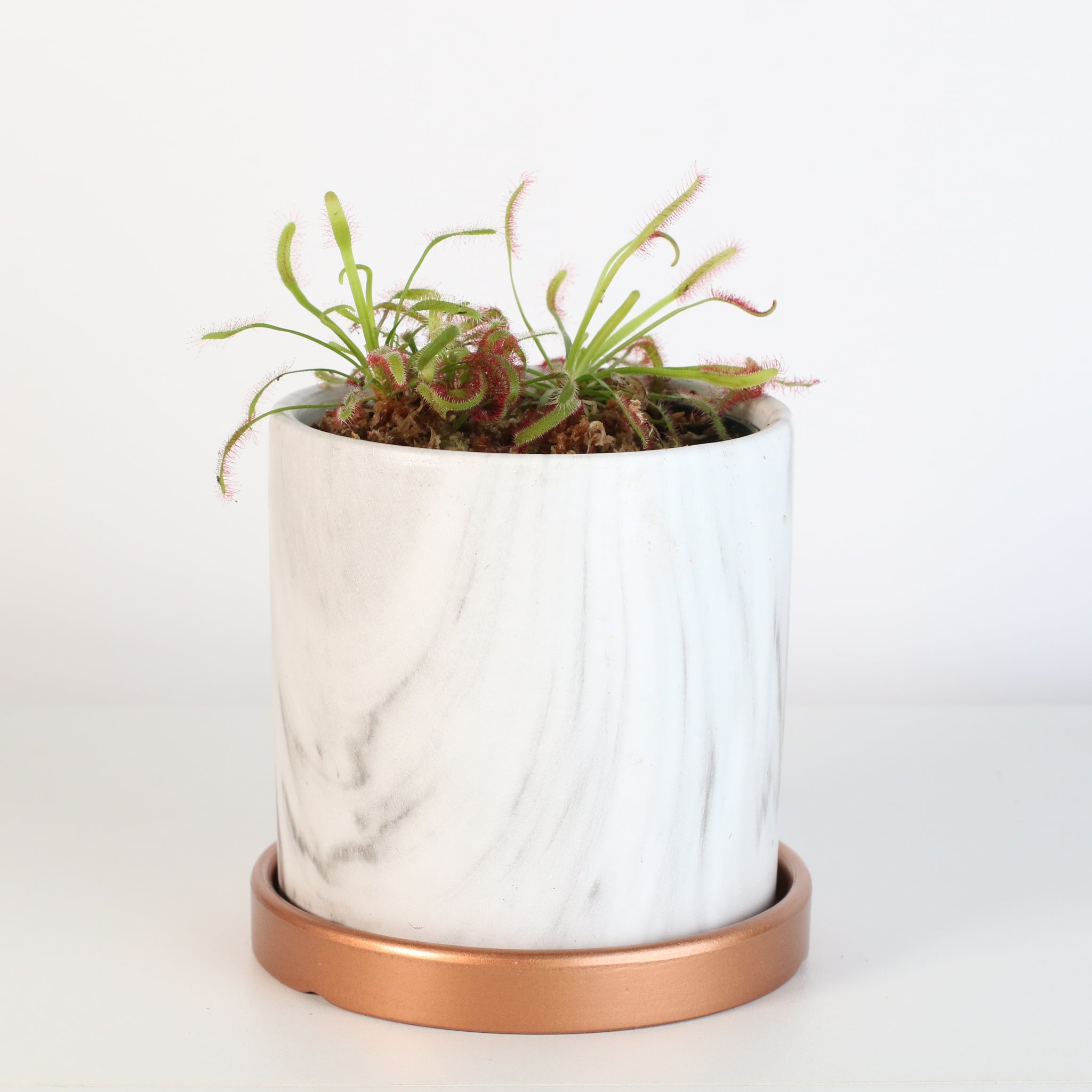Cape Sundew (Drosera Capensis) Carnivorous Plant - Cheeky Garden