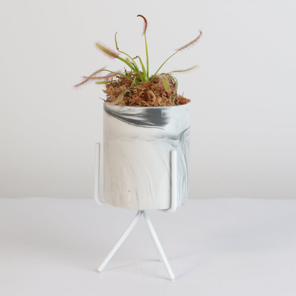Cape Sundew (Drosera Capensis) Carnivorous Plant - Cheeky Garden