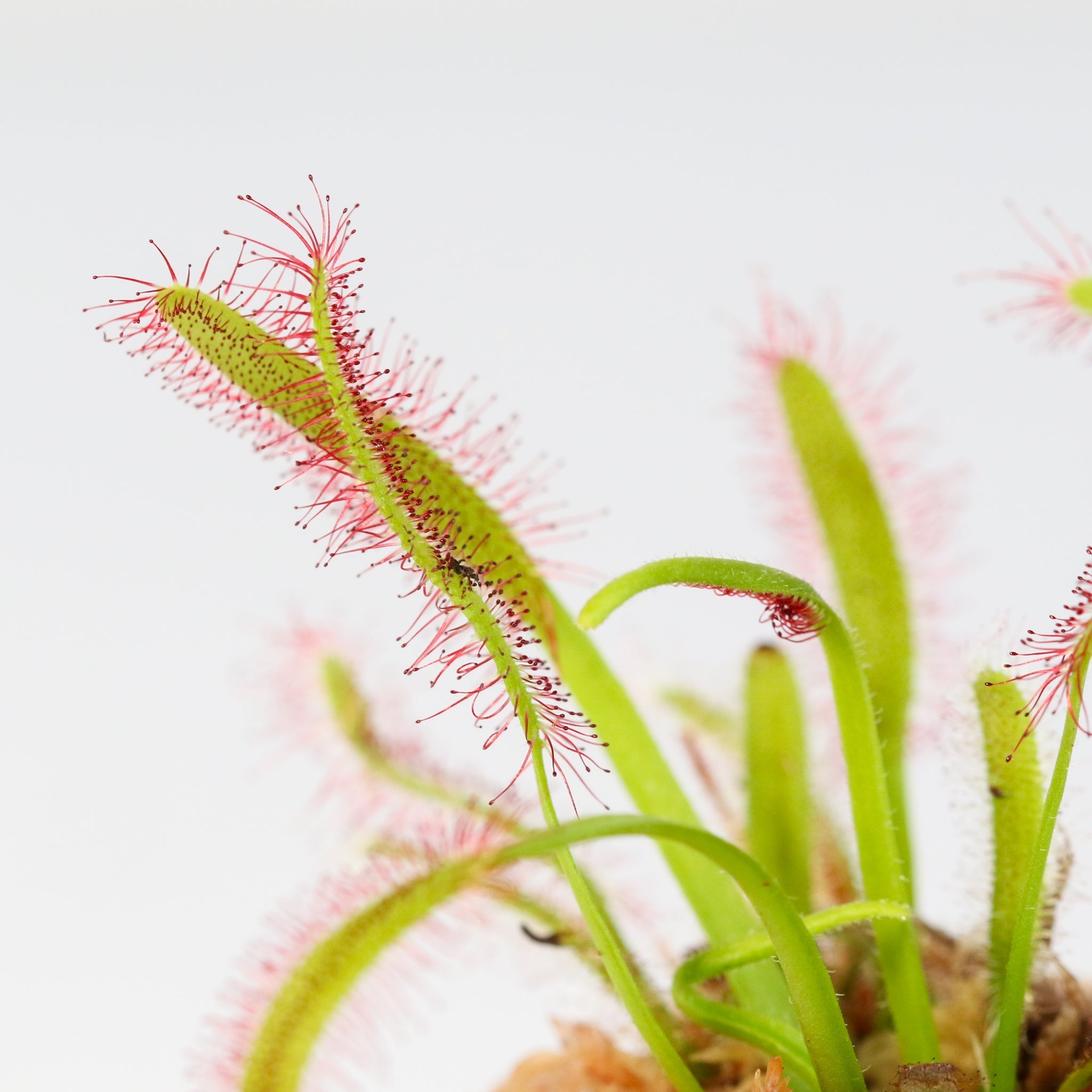 Cape Sundew (Drosera Capensis) Carnivorous Plant - Cheeky Garden