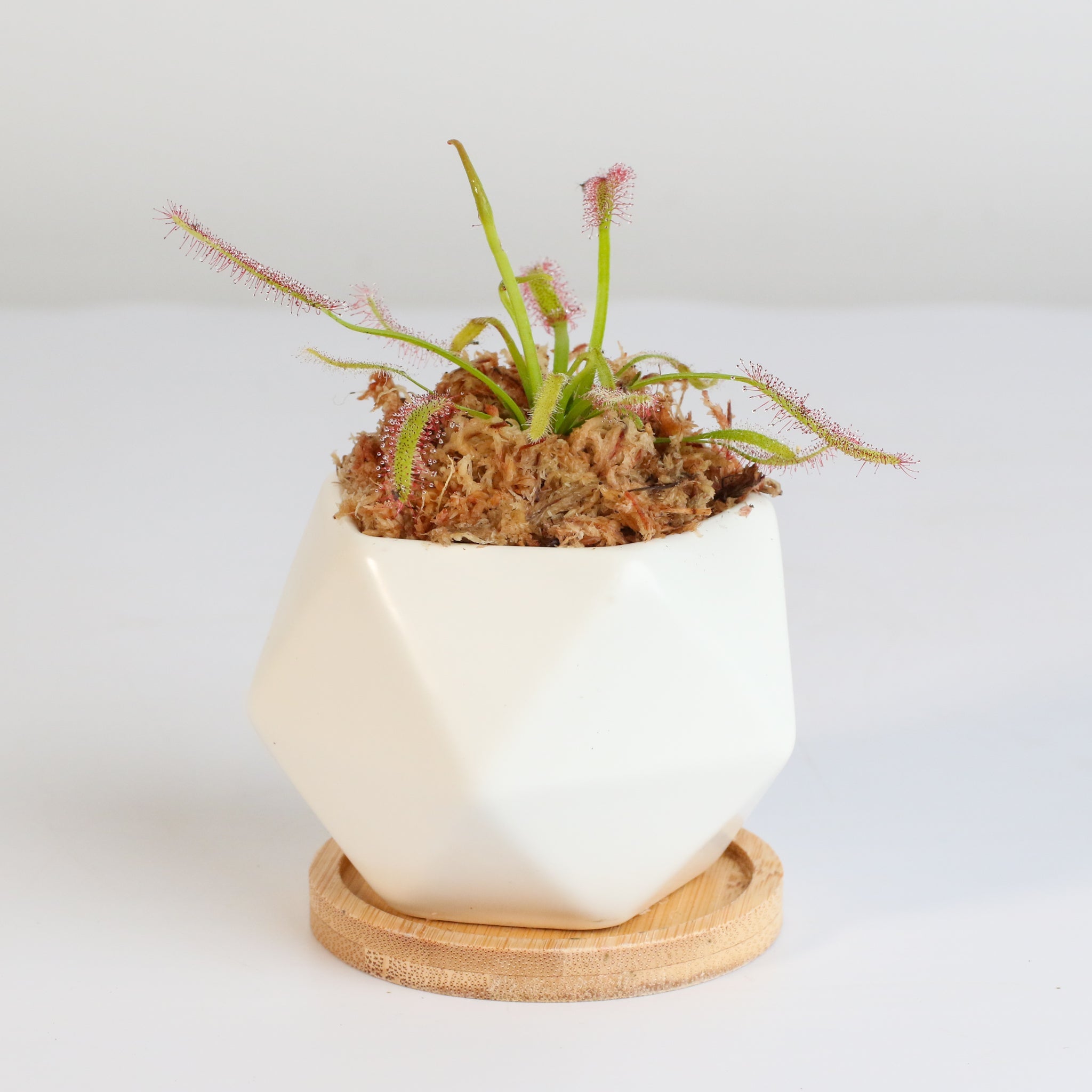 Cape Sundew (Drosera Capensis) Carnivorous Plant - Cheeky Garden