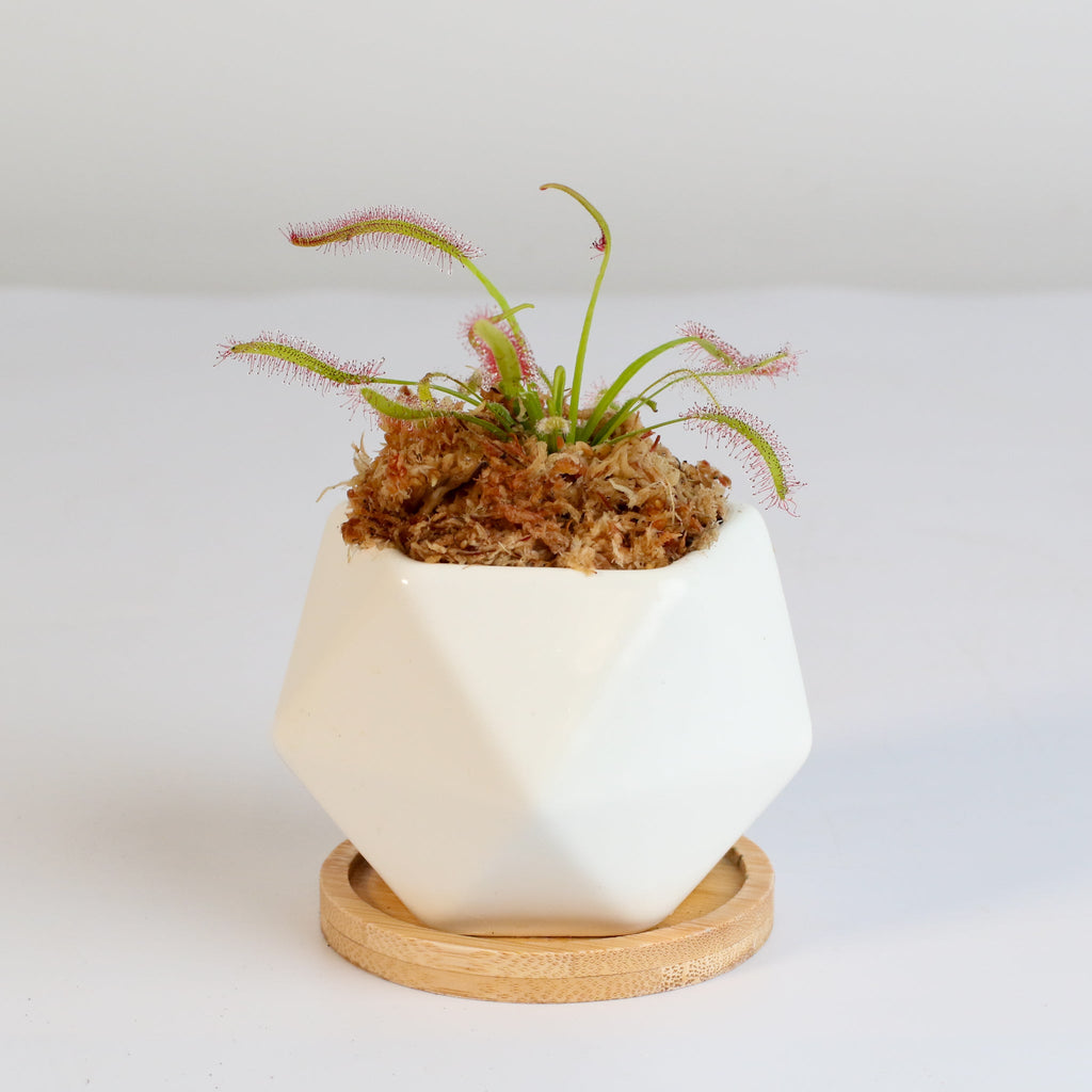 Cape Sundew (Drosera Capensis) Carnivorous Plant - Cheeky Garden