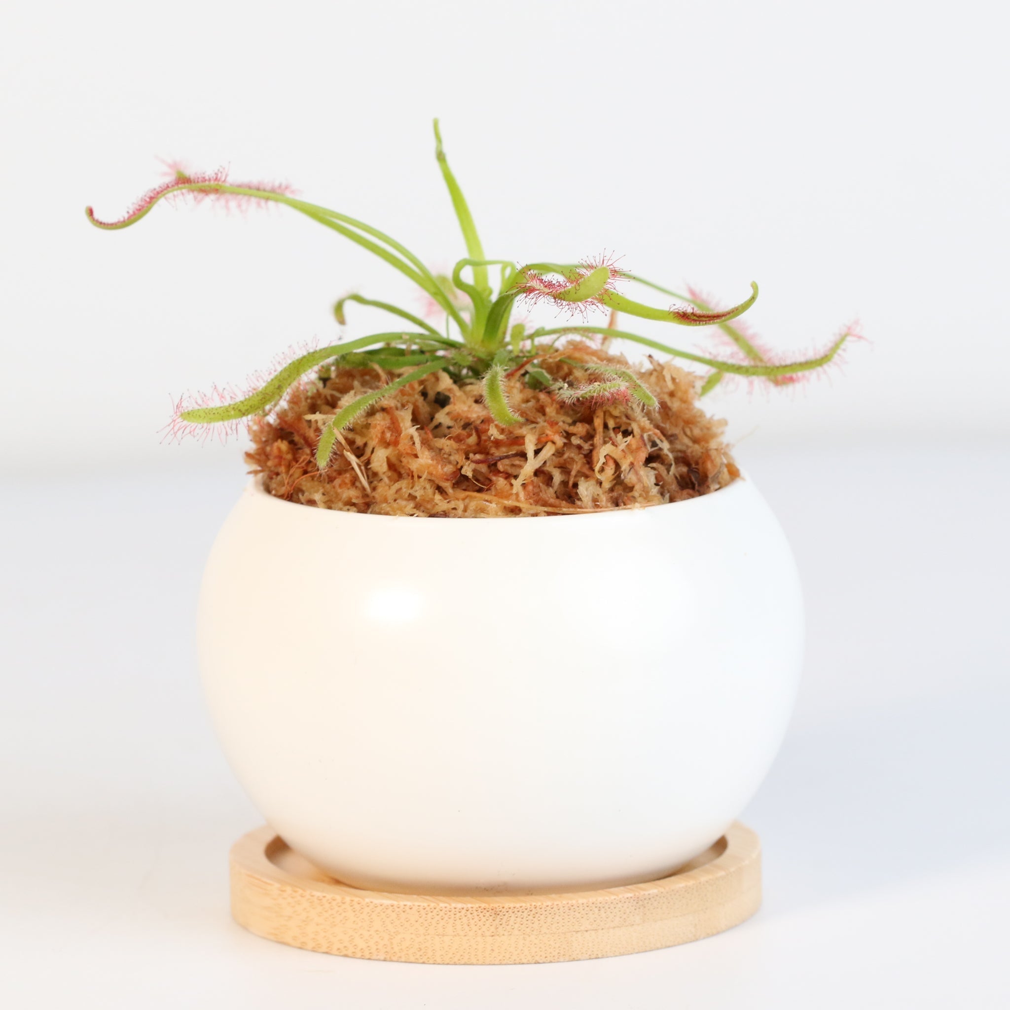 Cape Sundew (Drosera Capensis) Carnivorous Plant - Cheeky Garden