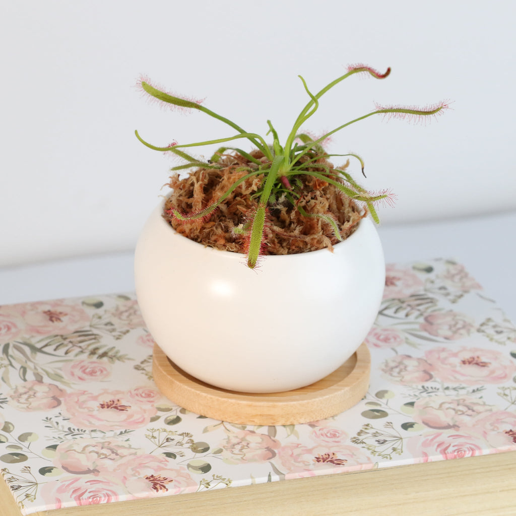 Cape Sundew (Drosera Capensis) Carnivorous Plant - Cheeky Garden