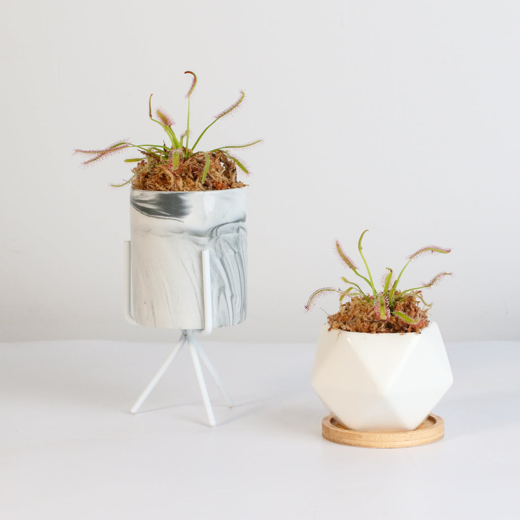 Cape Sundew (Drosera Capensis) Carnivorous Plant - Cheeky Garden