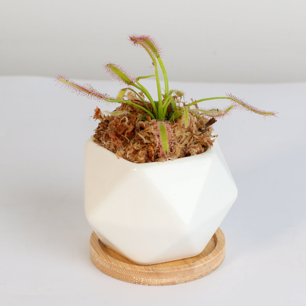 Cape Sundew (Drosera Capensis) Carnivorous Plant - Cheeky Garden