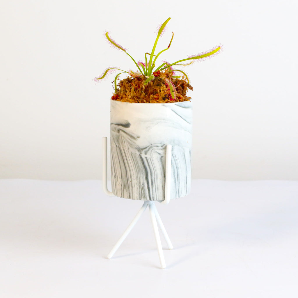 Cape Sundew (Drosera Capensis) Carnivorous Plant - Cheeky Garden