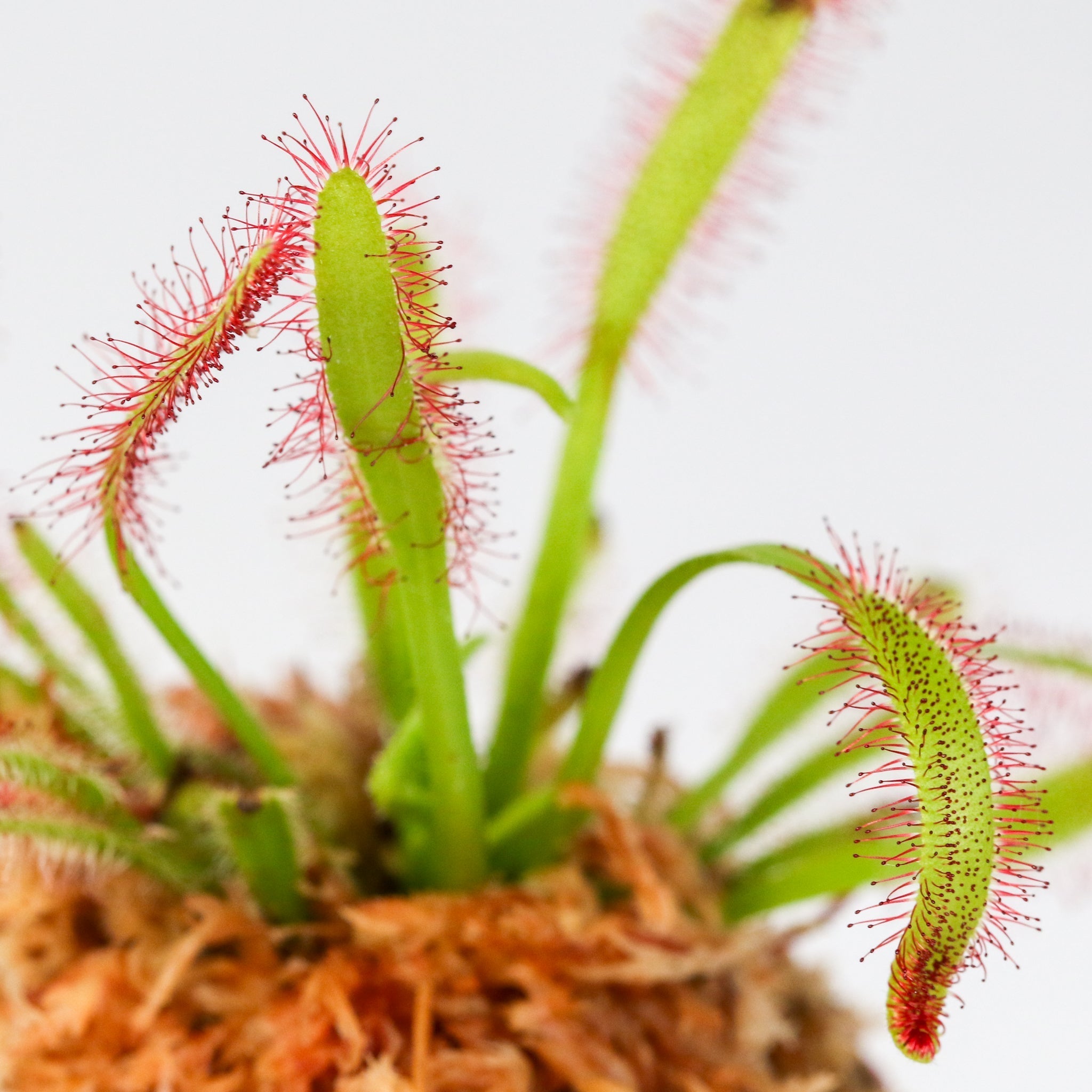 Cape Sundew (Drosera Capensis) Carnivorous Plant - Cheeky Garden