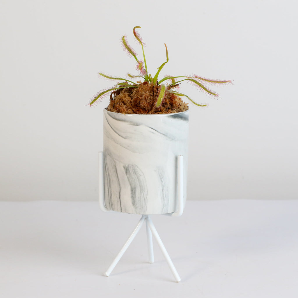 Cape Sundew (Drosera Capensis) Carnivorous Plant - Cheeky Garden