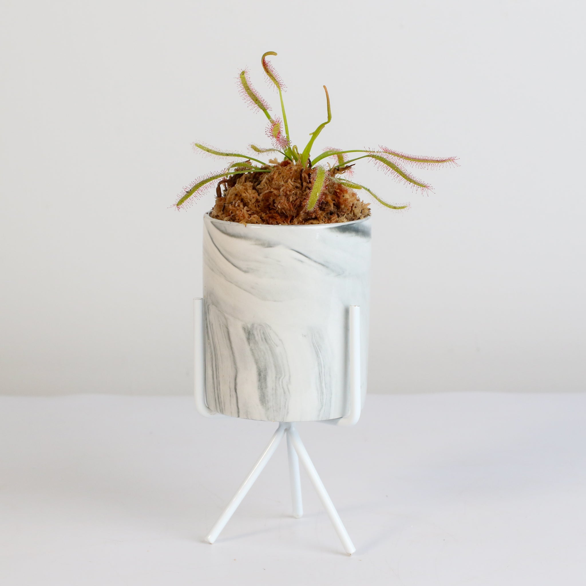 Cape Sundew (Drosera Capensis) Carnivorous Plant - Cheeky Garden