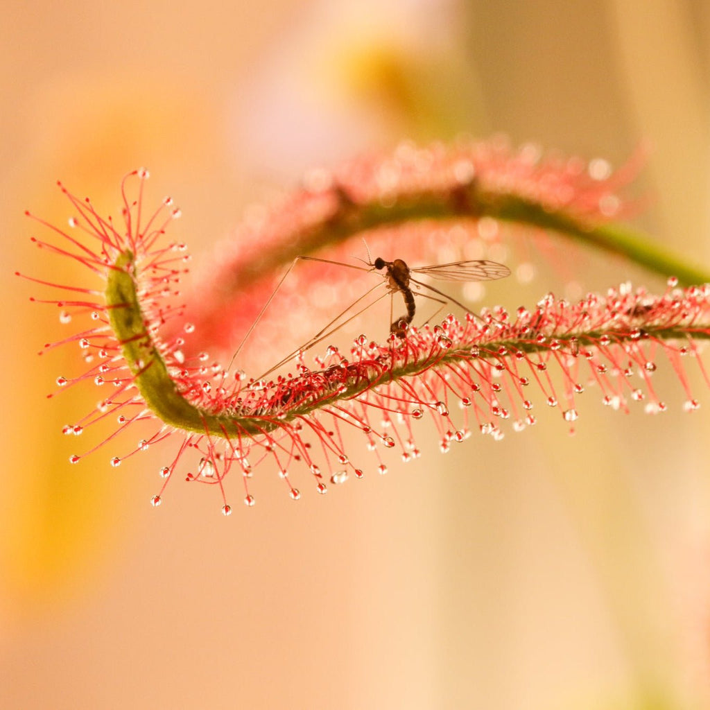 Cape Sundew (Drosera Capensis) Carnivorous Plant - Cheeky Garden
