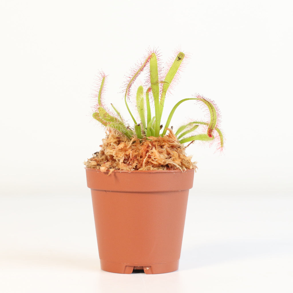 Cape Sundew (Drosera Capensis) Carnivorous Plant - Cheeky Garden