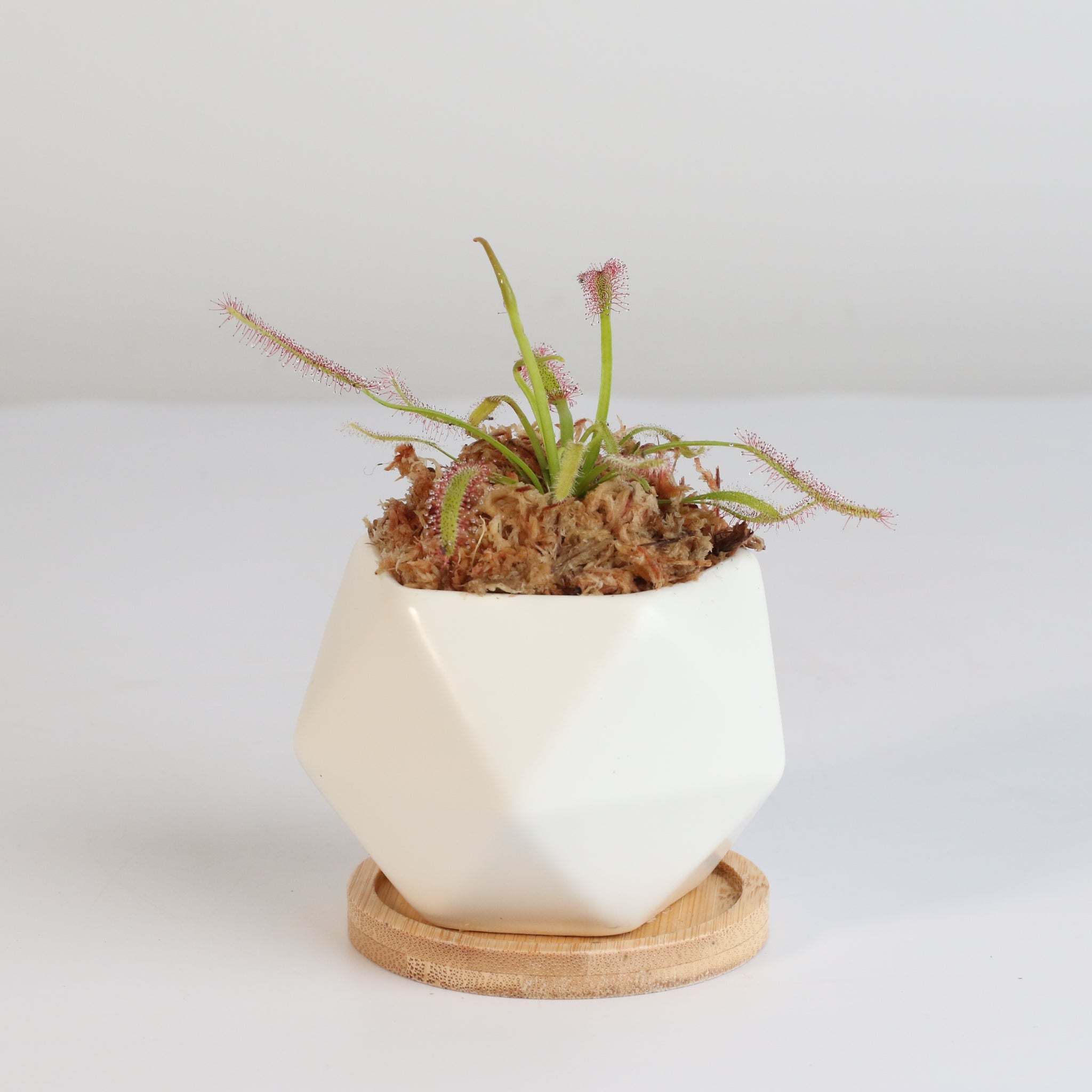 Cape Sundew (Drosera Capensis) Carnivorous Plant - Cheeky Garden