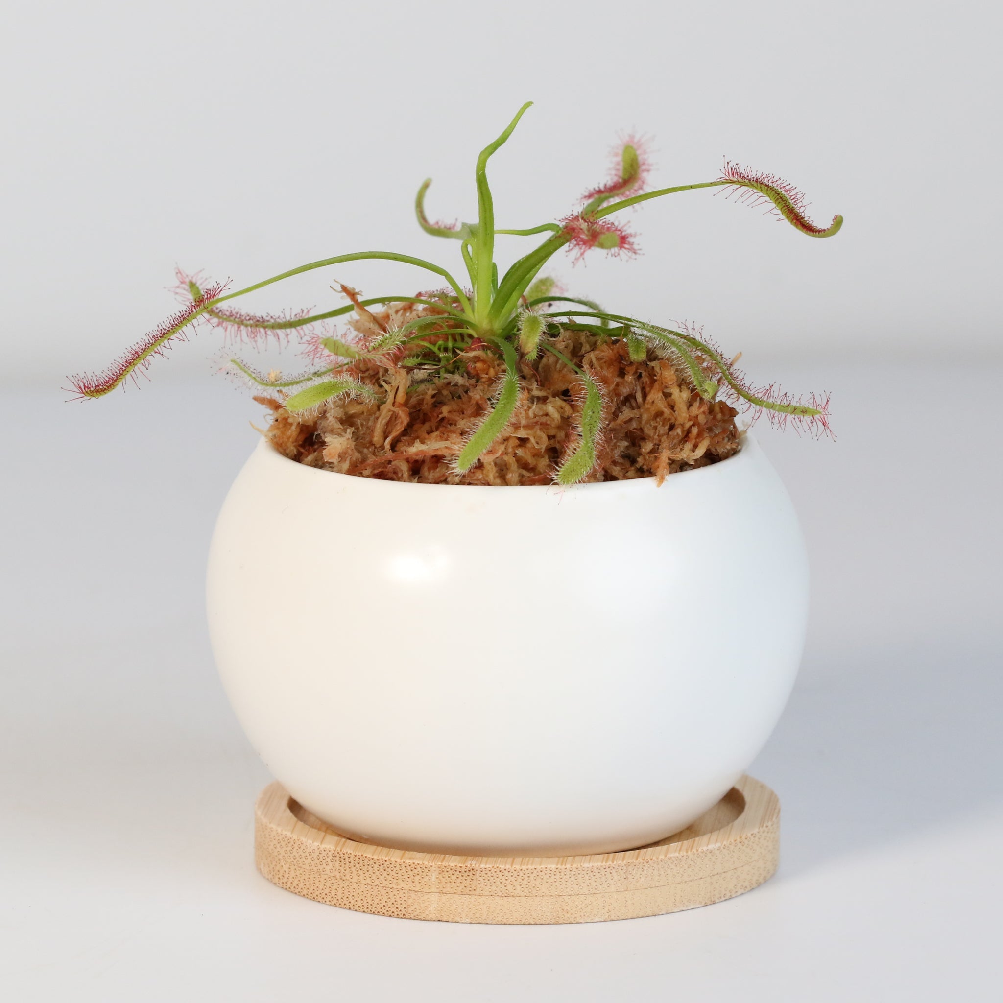 Cape Sundew (Drosera Capensis) Carnivorous Plant - Cheeky Garden