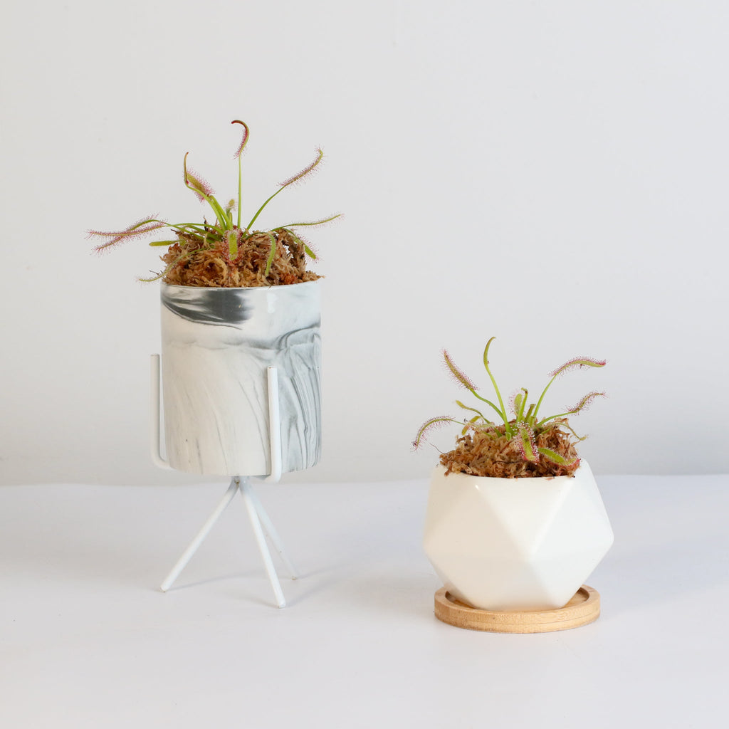 Cape Sundew (Drosera Capensis) Carnivorous Plant - Cheeky Garden
