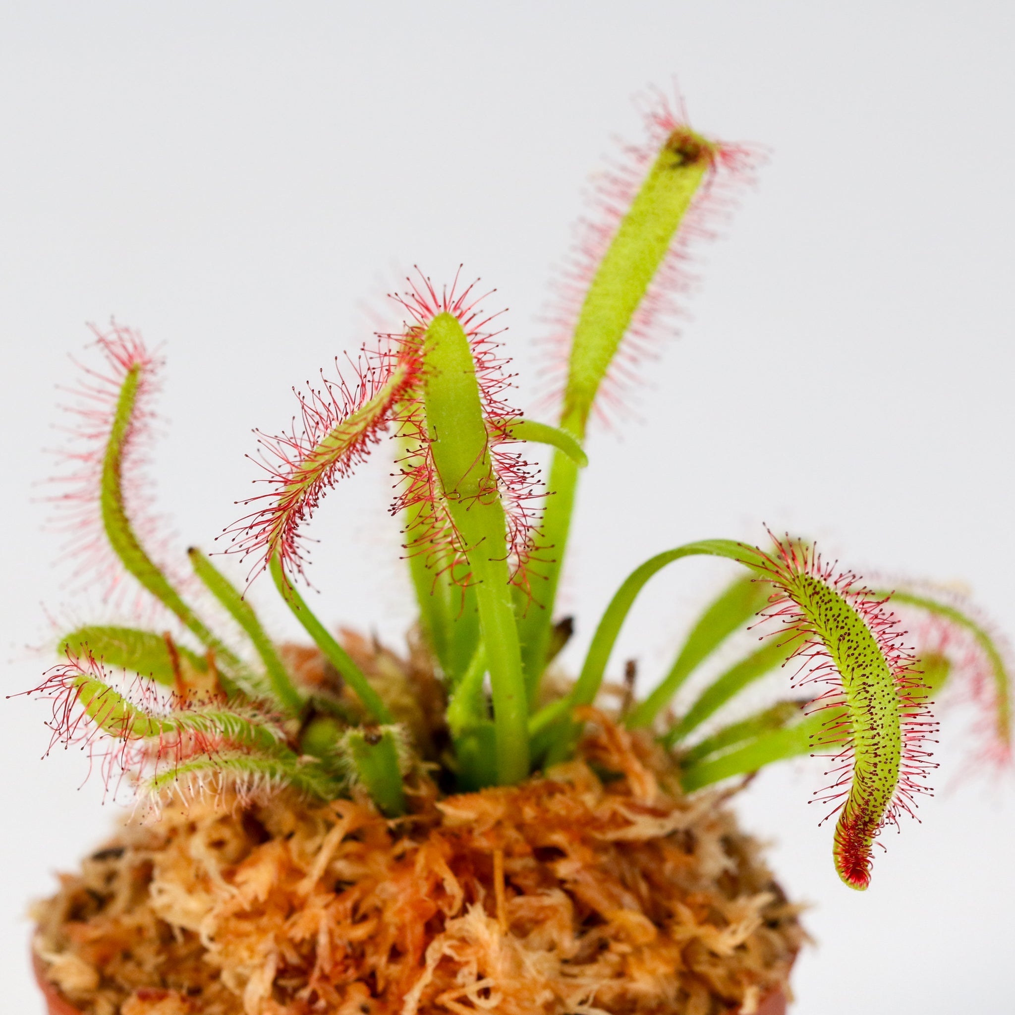 Cape Sundew (Drosera Capensis) Carnivorous Plant - Cheeky Garden
