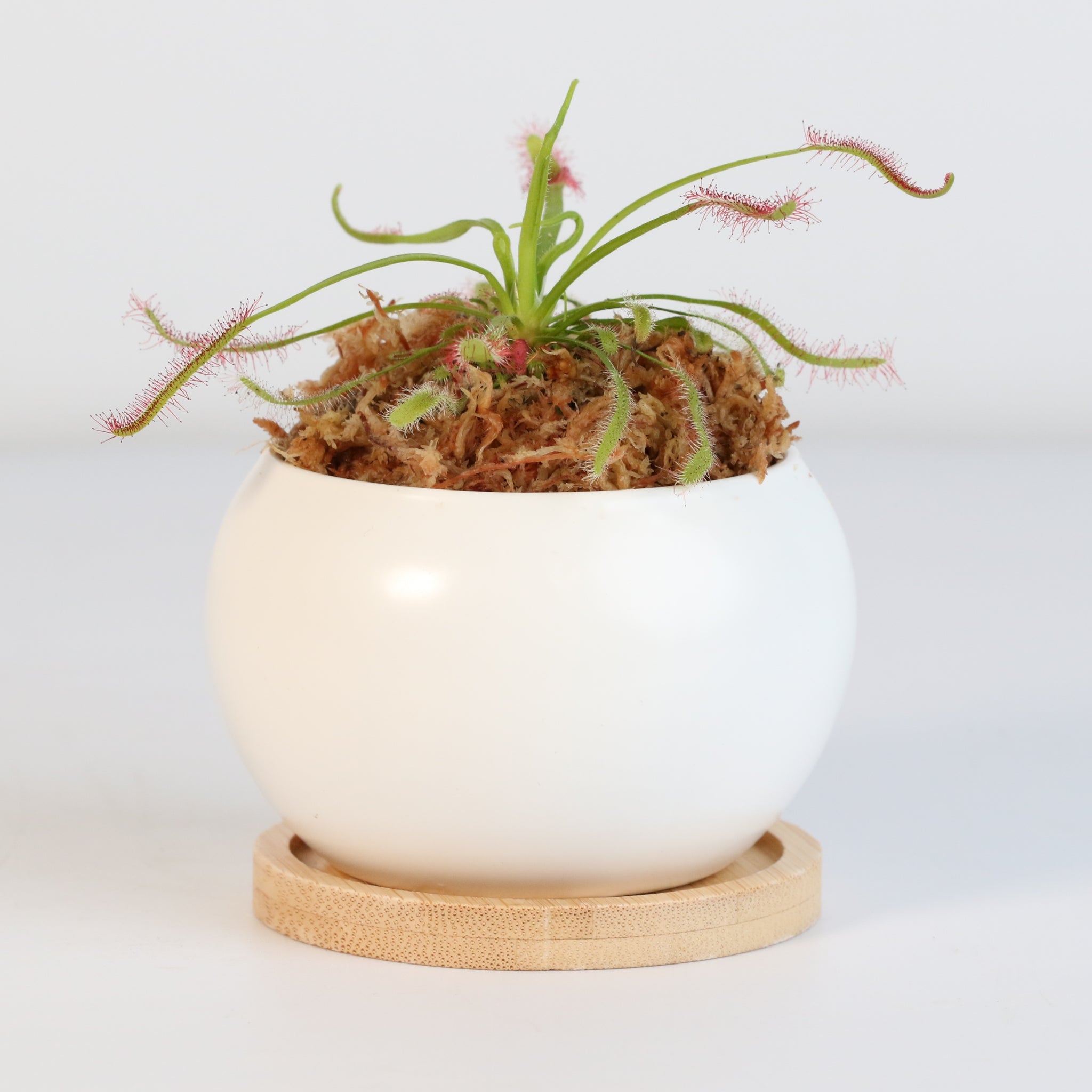 Cape Sundew (Drosera Capensis) Carnivorous Plant - Cheeky Garden