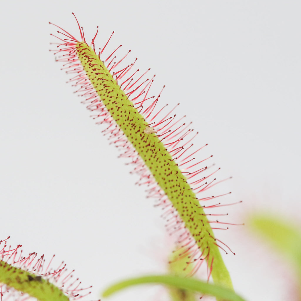Cape Sundew (Drosera Capensis) Carnivorous Plant - Cheeky Garden