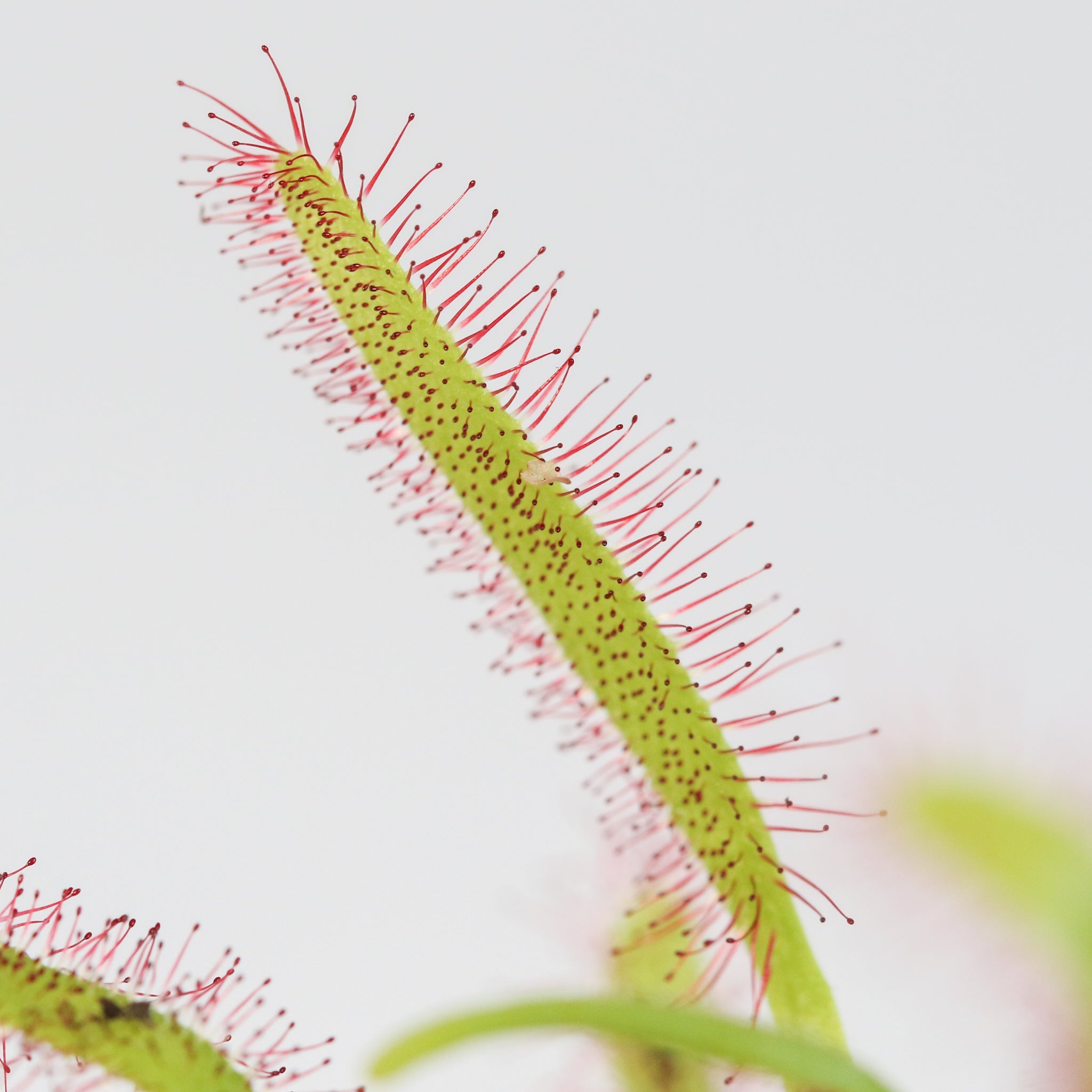 Cape Sundew (Drosera Capensis) Carnivorous Plant - Cheeky Garden