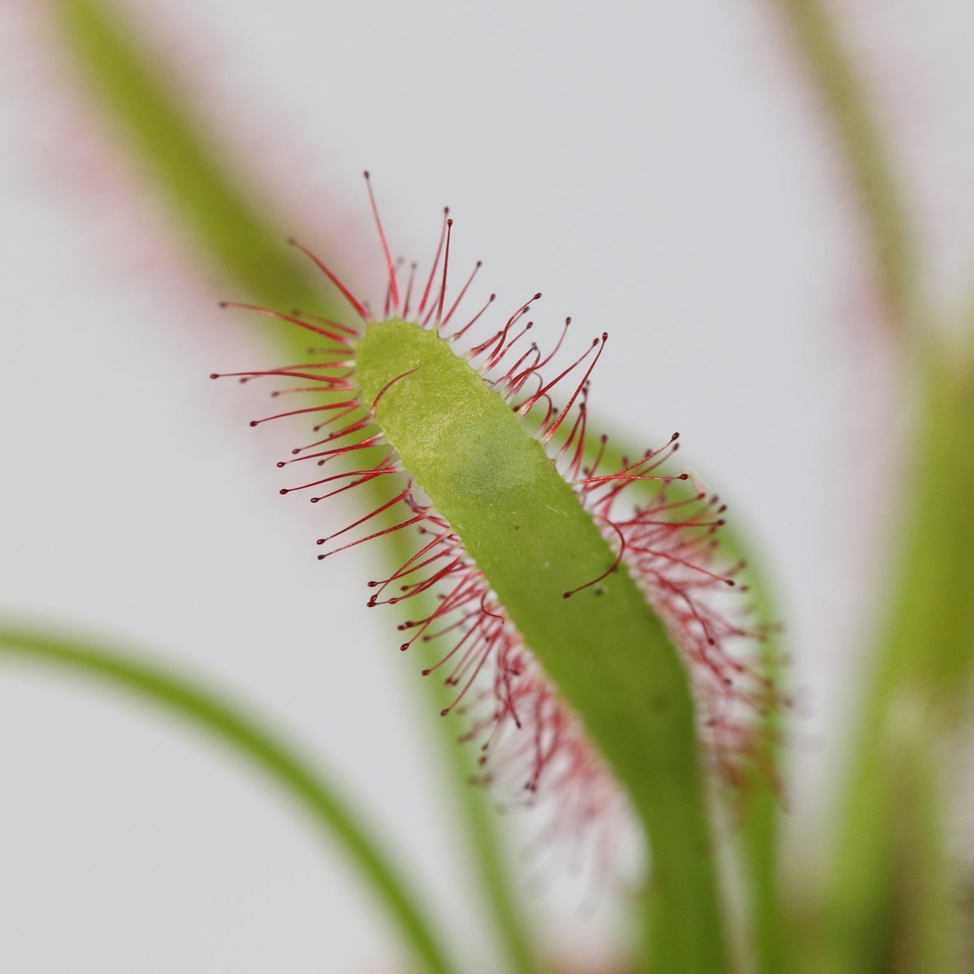 Cape Sundew (Drosera Capensis) Carnivorous Plant - Cheeky Garden
