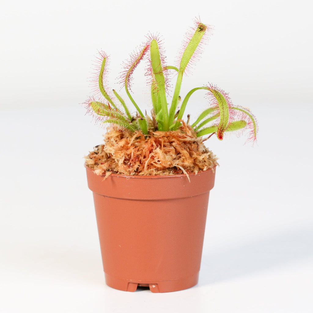 Cape Sundew (Drosera Capensis) Carnivorous Plant - Cheeky Garden