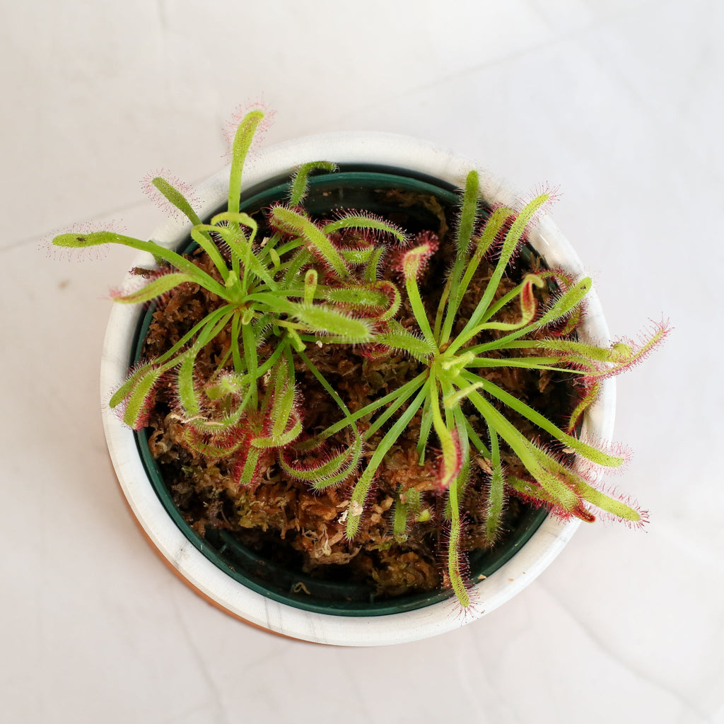 Cape Sundew (Drosera Capensis) Carnivorous Plant - Cheeky Garden