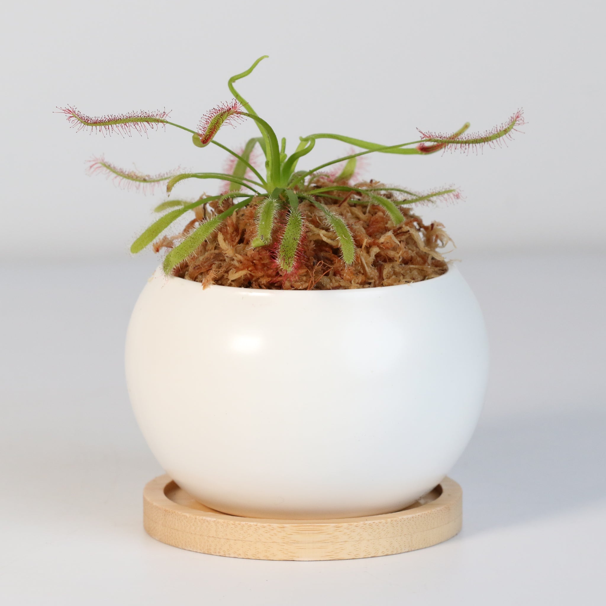Cape Sundew (Drosera Capensis) Carnivorous Plant - Cheeky Garden