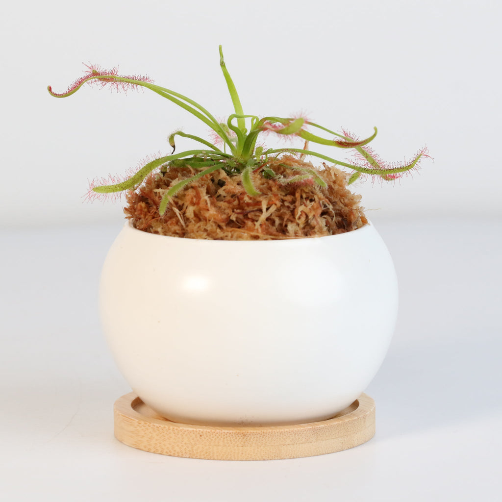 Cape Sundew (Drosera Capensis) Carnivorous Plant - Cheeky Garden