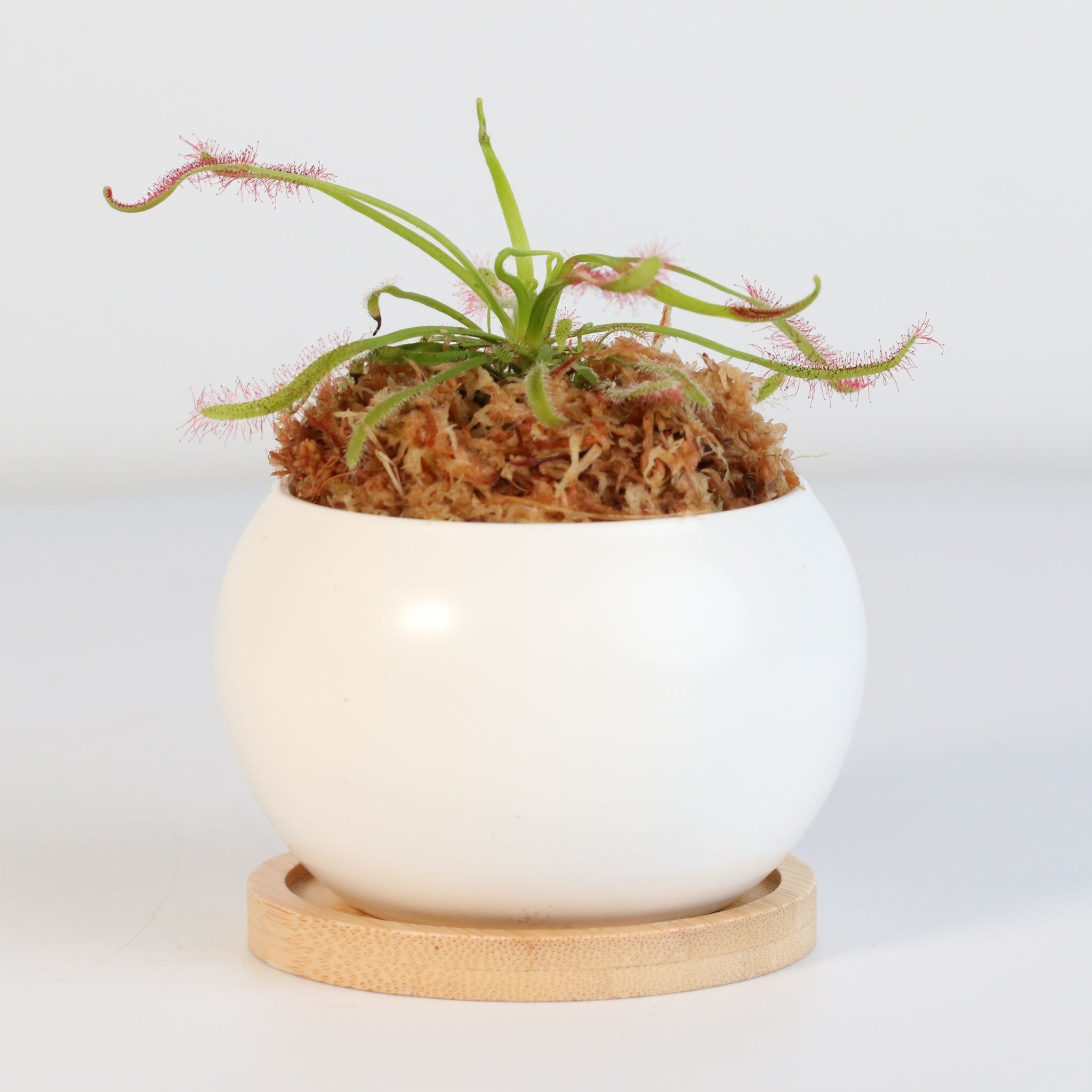 Cape Sundew (Drosera Capensis) Carnivorous Plant - Cheeky Garden